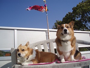 俺の鯉のぼりだぜぃ