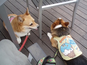 もーたんつーくんの洋服もアイスだね