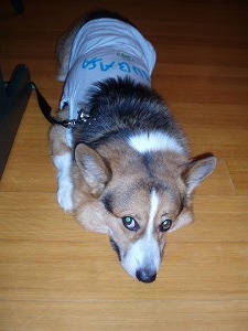 お腹空いたぜ・・・