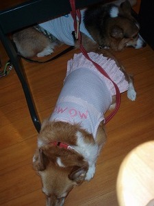 おりこうさんにオヤスミ中