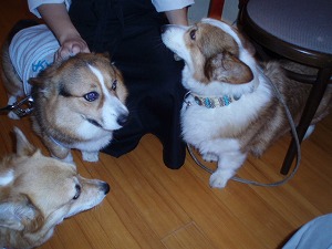 なつちゃんに釘付けの息子