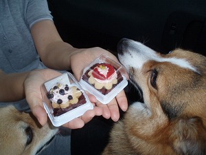 おりこうさんのケーキ