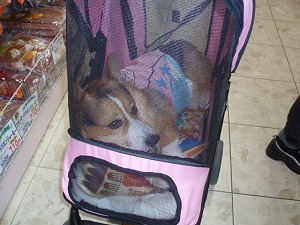 乗り心地いいぜ