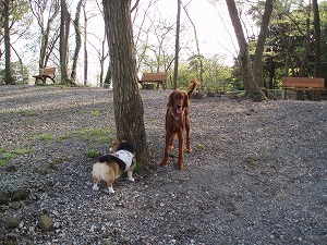 大きくなったメーター