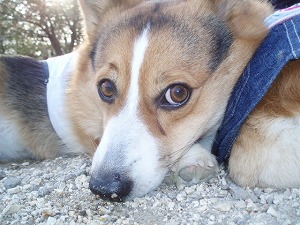 アクちんに会いたかった・・・