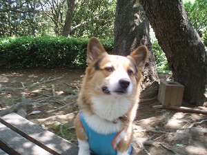 ボケっとしたお顔ですぞ