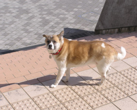 階段９