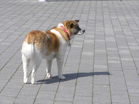 落ち着かない１