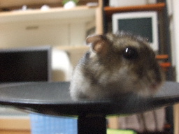 2007_1008さくらちゃん20004.JPG