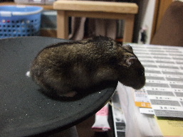 2007_1108さくらちゃん100006.JPG