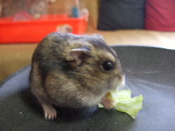 2007_1231さくらちゃん270006.JPG