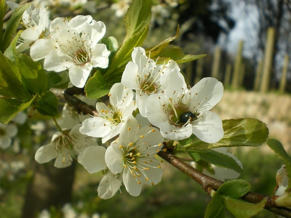 2009-4-3-amakashi 006.jpg