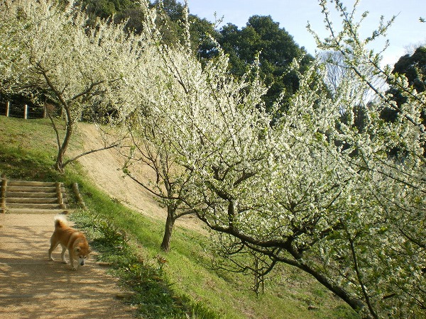 2009-4-3-amakashi 008.jpg