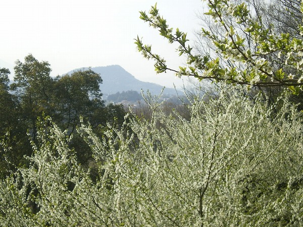 2009-4-3-amakashi 007.jpg