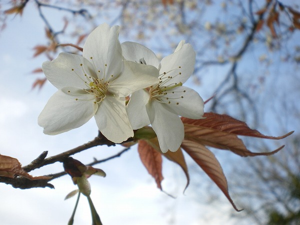 2009-4-3-amakashi 016.jpg