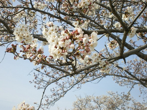 2009-4-5-heijyokyu 023.jpg