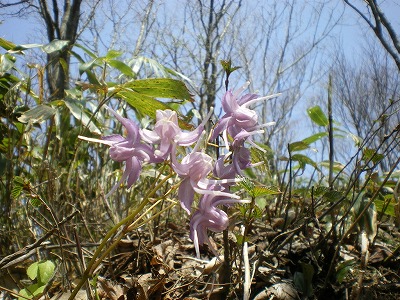 2009-4-19-hiruzen 061.jpg