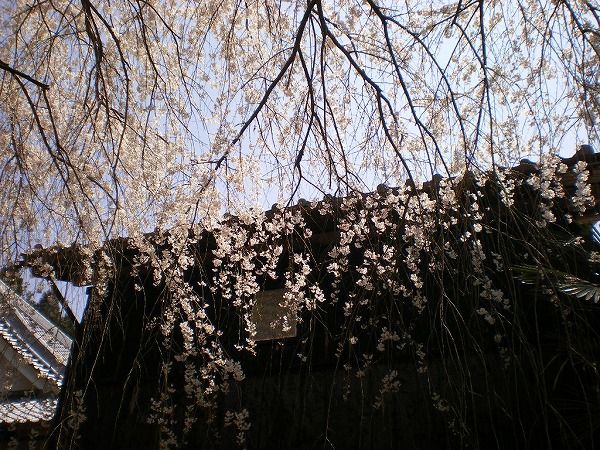 2009-4-7-takami 042.jpg