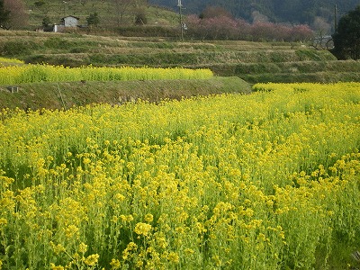 2009-3-26-asuka 011.jpg