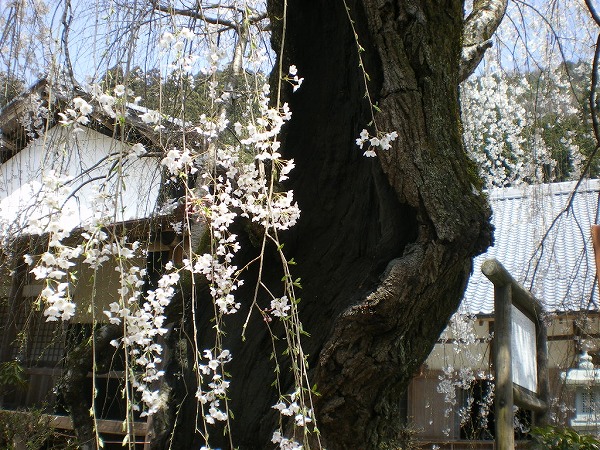 2009-4-7-takami 046.jpg