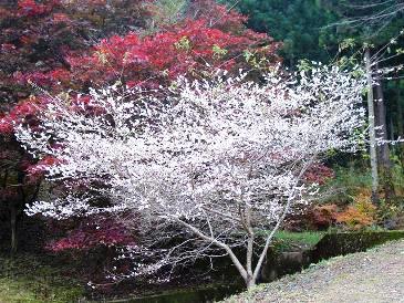 小原の四季桜3.JPG