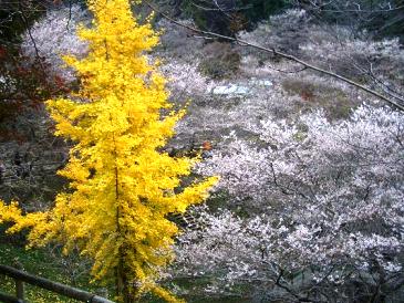 小原の四季桜2.JPG