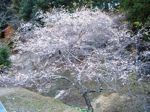 小原四季桜まつり.jpg