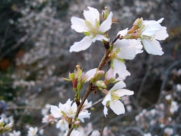 小原四季桜まつり3.JPG