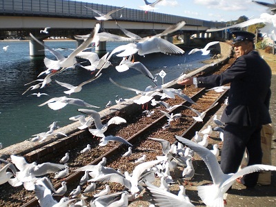 3天浜線佐久米駅のカモメ11.1.1.jpg