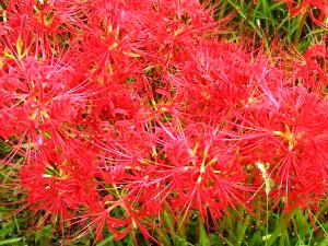 彼岸花.JPG