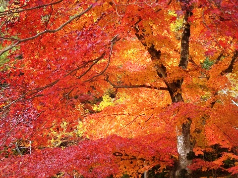 愛知県民の森の紅葉.jpg