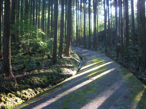 丸山千枚田