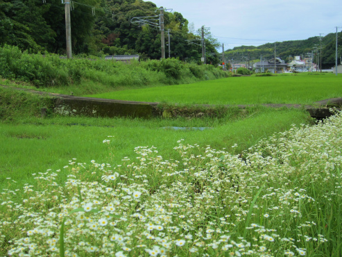 白浜