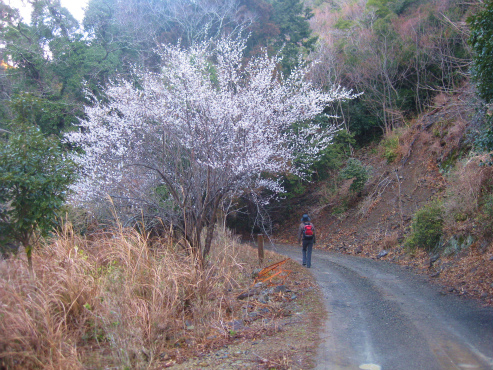 大辺路　富田坂