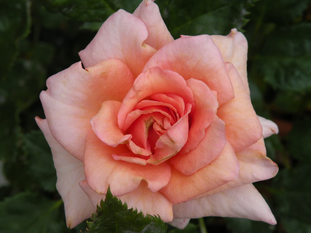 ティファニー　その２