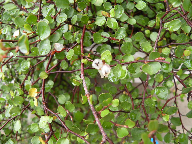 ワイヤープランツの実！？