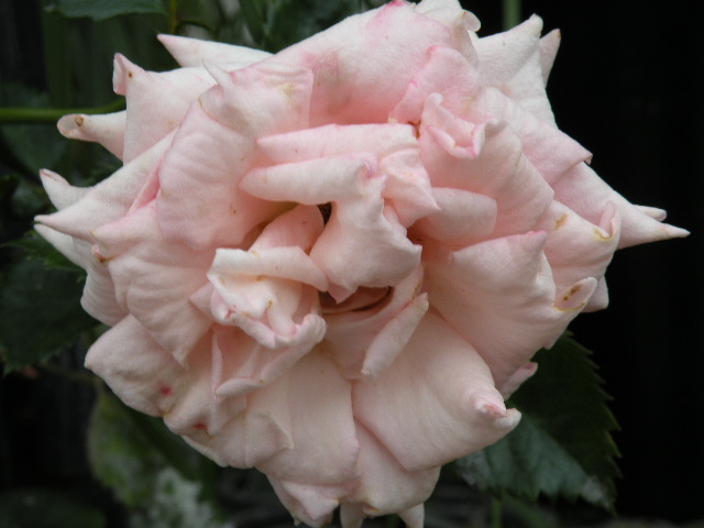 ティファニー　その３