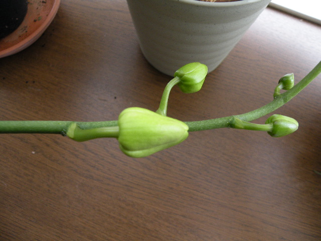 胡蝶蘭　その２