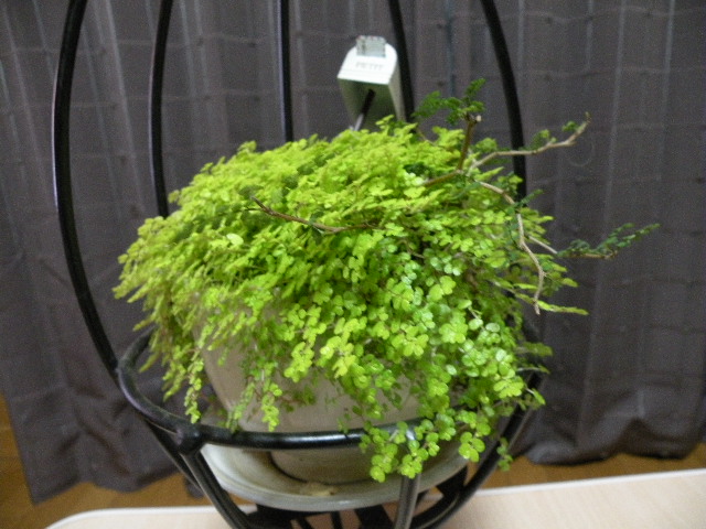 ベビーティアーズと謎の木