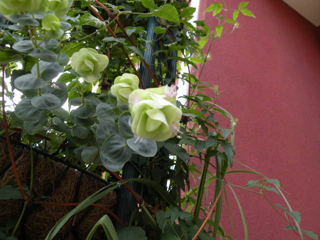 オレガノケントビューティーの花