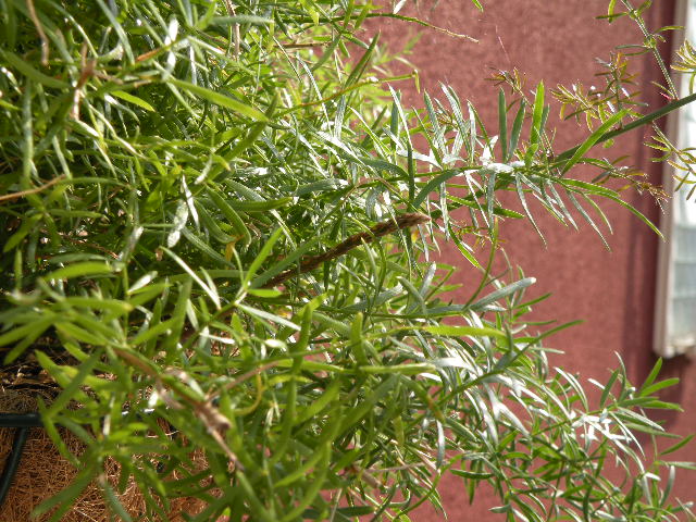 観賞用　アスパラ