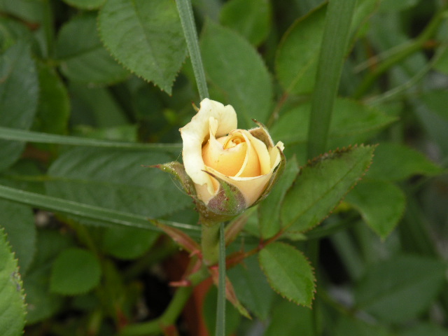 母の日のミニバラ