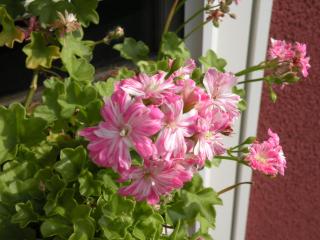 ピンクのゼラニューム