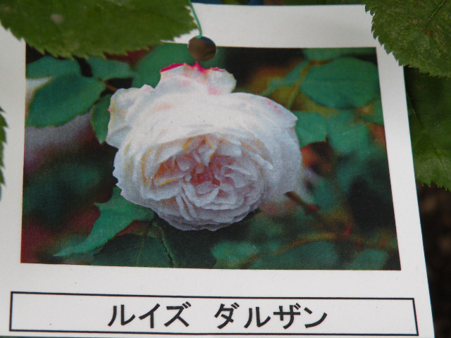 ルイーズ・ダルサン