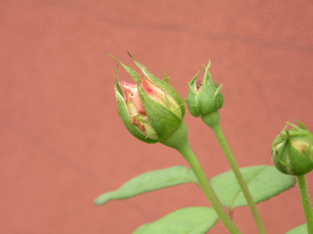 ソニア・リキエル