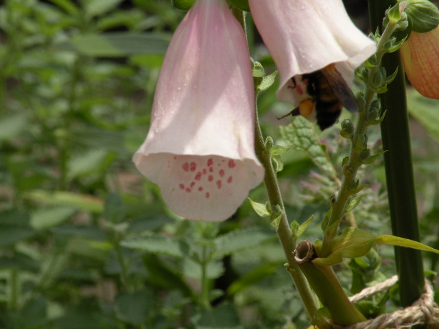 でかい蜂　その２