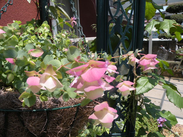 オレガノ　ケントビューティー