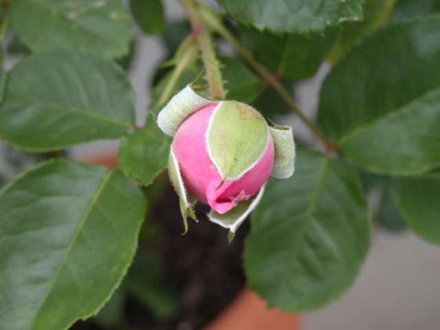 シャトルルーズ・ドゥ・パルム