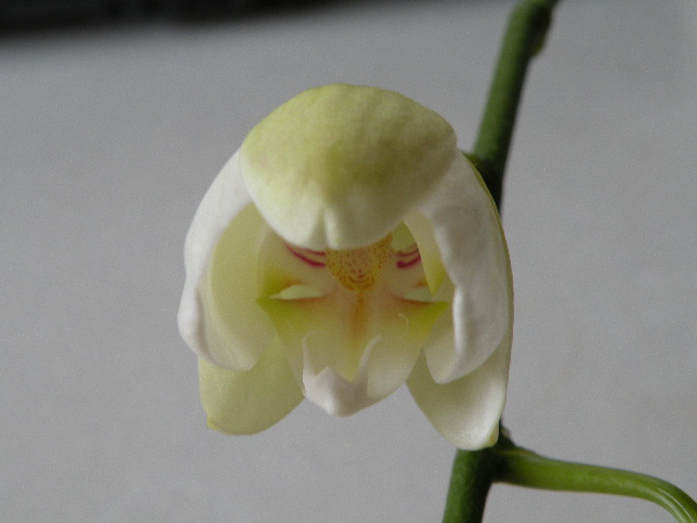 胡蝶蘭　その２