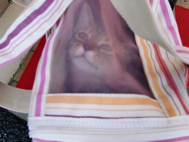 睡蓮　アタシもお外にでたいにゃ～＾＾